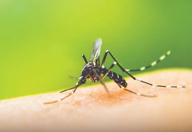 Confirmados mais três casos de dengue em Canitar