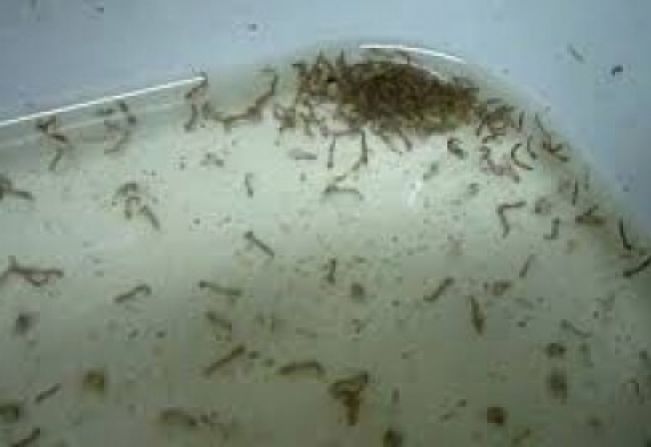 Agentes de combate a endemias encontram focos com larvas do mosquito da dengue